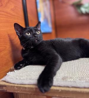 Alexandria, young, available for adoption