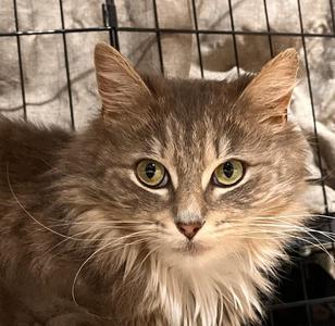 Chloe, adult, available for adoption