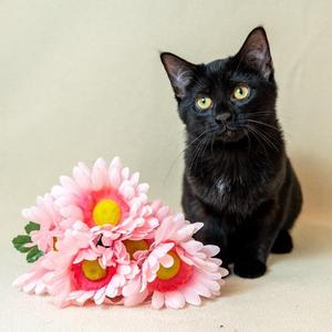 Cleo, young, available for adoption