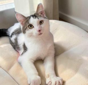 A white and gray cat with green eyes is lying on a beige cushion.