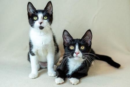 Eden, young, available for adoption