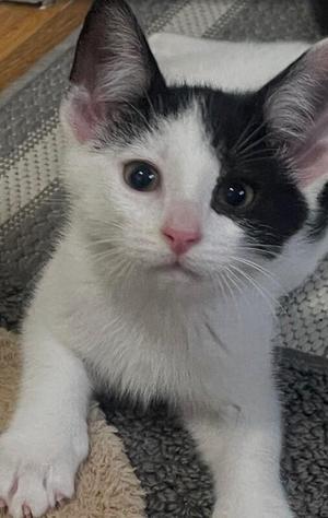 A black and white kitten with big eyes sitting on a textured surface.