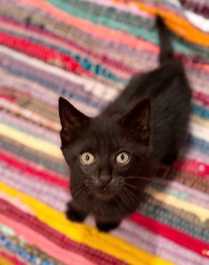 Bubba, young, available for adoption