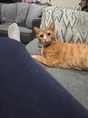 Carmella, adult, available for adoption