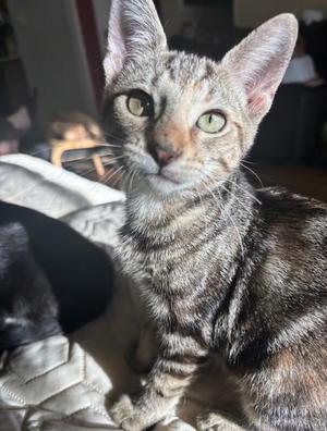 Cookie, young, available for adoption