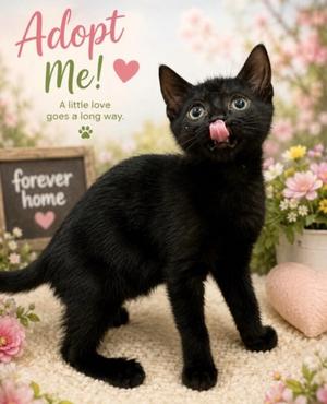 Bradford, young, available for adoption