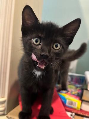 Bert, young, available for adoption
