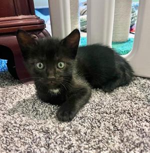 Bert, young, available for adoption