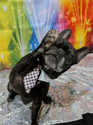 Rocky, French Bulldog, adult, available for adoption