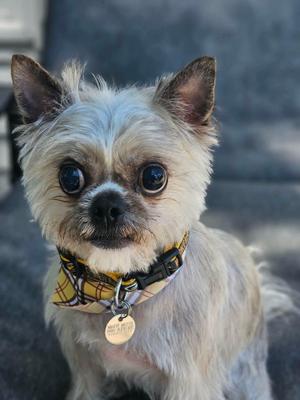 Mikey, Terrier, adult, available for adoption