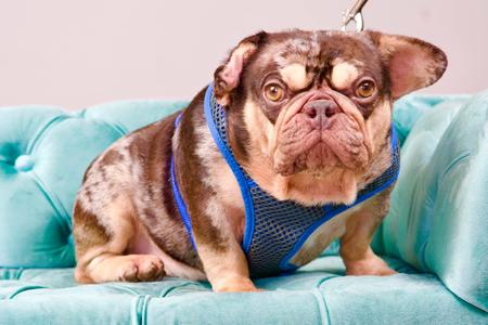 Gizmo, French Bulldog, adult, available for adoption