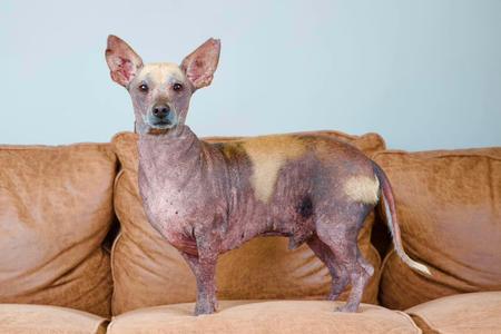 Miller, Chihuahua / Dachshund, adult, available for adoption