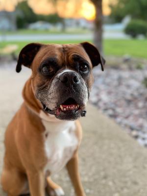 Luke, Boxer, adult, available for adoption