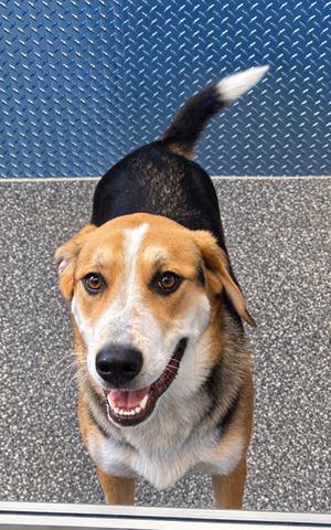 Ruger, Husky / German Shepherd Dog, puppy, available for adoption
