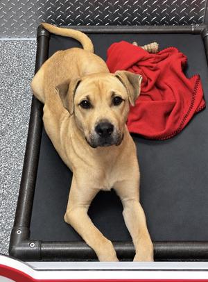 Moose, Pit Bull Terrier / Shar-Pei, young, available for adoption