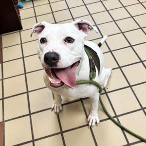 Willow, American Staffordshire Terrier, young, available for adoption