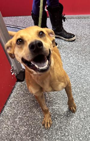 Scooby, Pit Bull Terrier / Mixed Breed, young, available for adoption