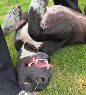 Vera, Pit Bull Terrier, adult, available for adoption