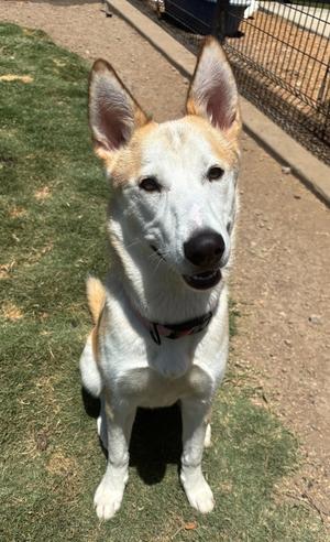Blossom, Shiba Inu, young, available for adoption