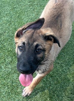Cobra, Shepherd, puppy, available for adoption