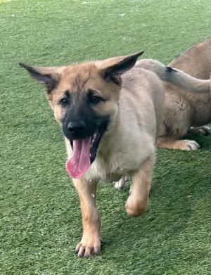 Coral, Shepherd, puppy, available for adoption