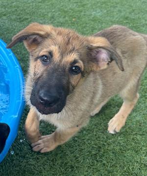 Cotton, Shepherd, puppy, available for adoption