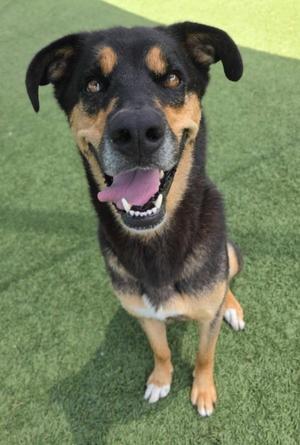 Chase, Rottweiler, adult, available for adoption