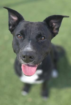 A black dog with a white chest and pink tongue sticking out, looking up at the camera on a grassy field.