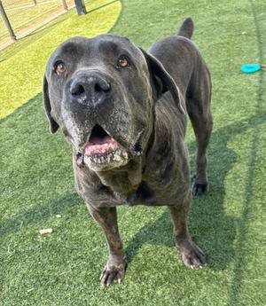 Capone, Cane Corso Mastiff, adult, available for adoption