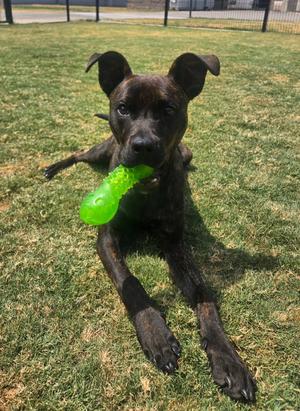 A black dog with a green toy in its mouth lying on grass.