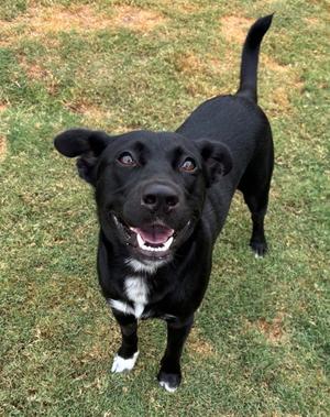 Dyson, Labrador Retriever, young, available for adoption