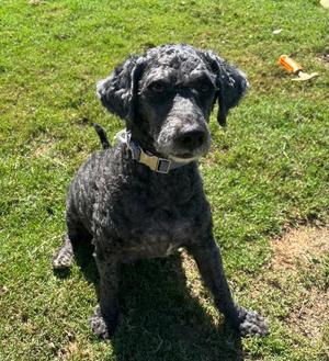 Watson, Poodle (unknown type), adult, available for adoption