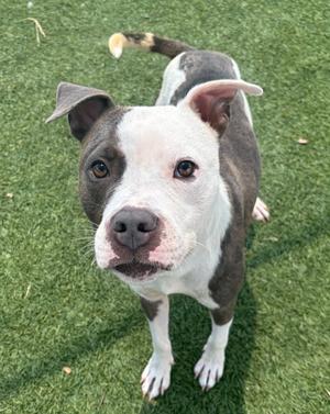 A brown and white dog standing on grass, looking up at the camera.