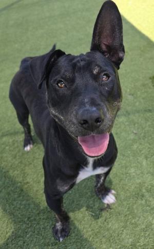 Riot, Bull Terrier, adult, available for adoption