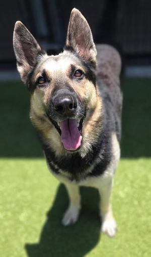 Stewart, German Shepherd Dog, adult, available for adoption