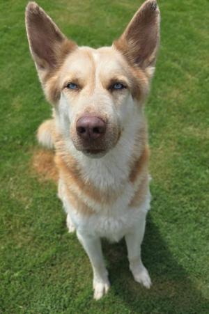 Hufflepuff, Husky, adult, available for adoption