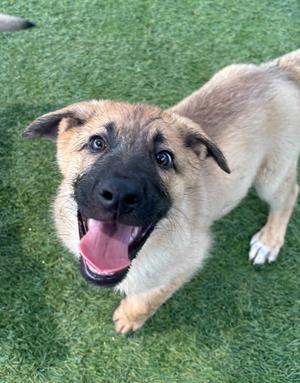 Copper, Shepherd, puppy, available for adoption