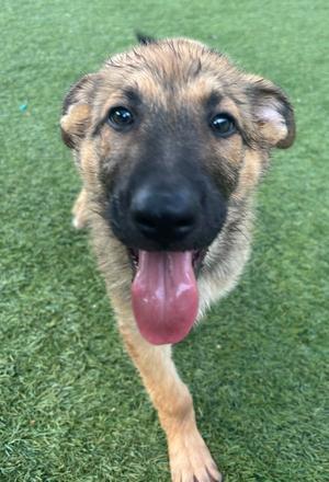 Moccasin, Shepherd, puppy, available for adoption