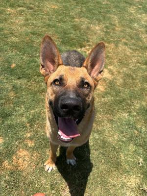 Koda, German Shepherd Dog, adult, available for adoption