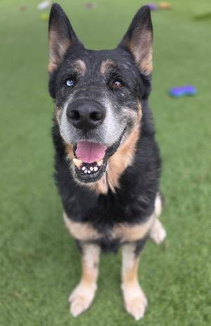 A black and tan dog with a blue eye, sitting on green grass, looking up with its mouth open and tongue out.