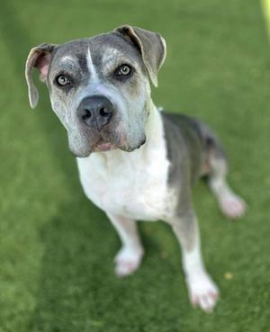 A gray and white dog standing on green grass, looking directly at the camera with its ears perked up.