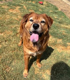 Sadie, Golden Retriever / Chow Chow, senior, available for adoption