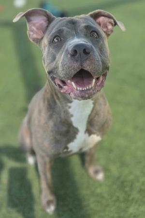 A gray and white dog with a happy expression, sitting on a green surface.
