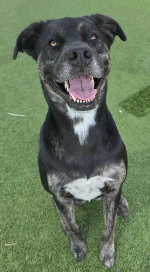 Draco, Catahoula Leopard Dog, adult, available for adoption