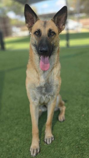 A German Shepherd dog sitting on green artificial grass with its tongue out, looking at the camera.