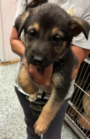 Taipan, Shepherd, puppy, available for adoption