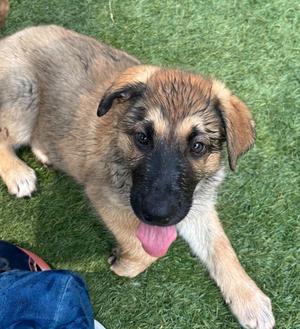 Viper, Shepherd, puppy, available for adoption