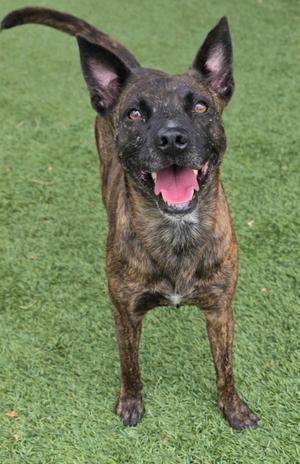 Daffy, Belgian Shepherd Dog Sheepdog, young, available for adoption