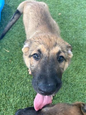 Rattler, Belgian Shepherd Malinois, puppy, available for adoption