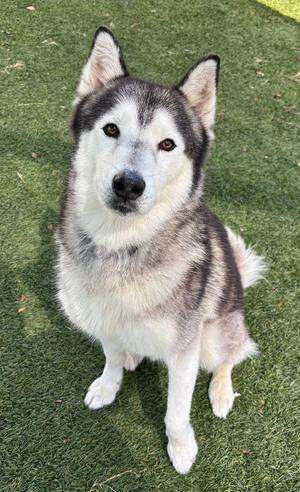 Dez, Husky, adult, available for adoption